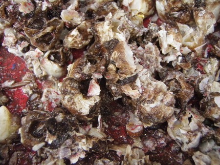 P1200339