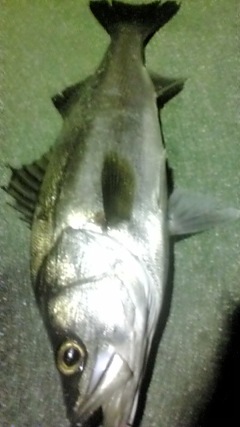 20100202225430