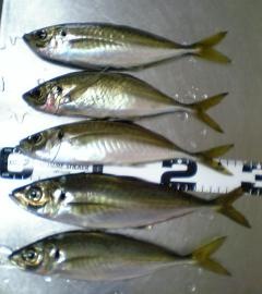 20100205_convert_20100206112253