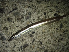 P4150545