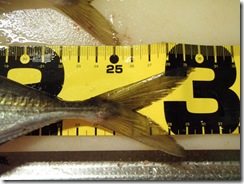 P4160558