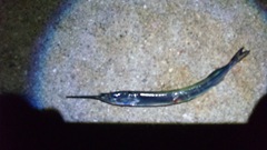 SH3D00180001