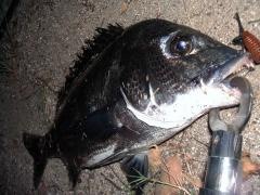 90411_convert_20100906144536