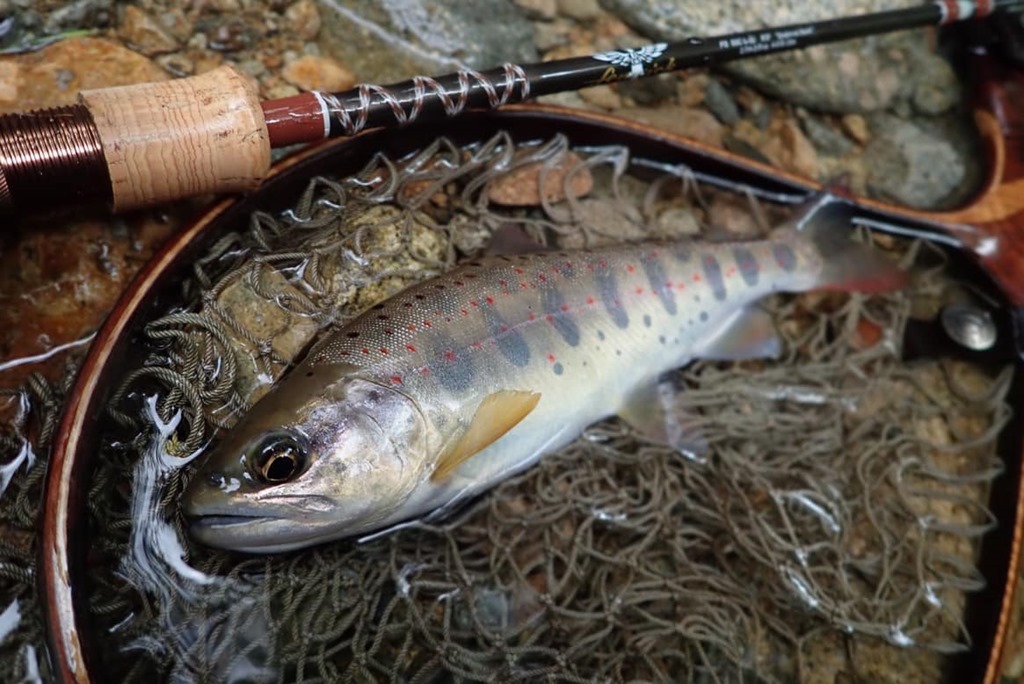 渓流・トラウトまとめ売り ルアー売ります！ ノリーズ TROUT ZX（トラウトZX） 3.5g - ルアー