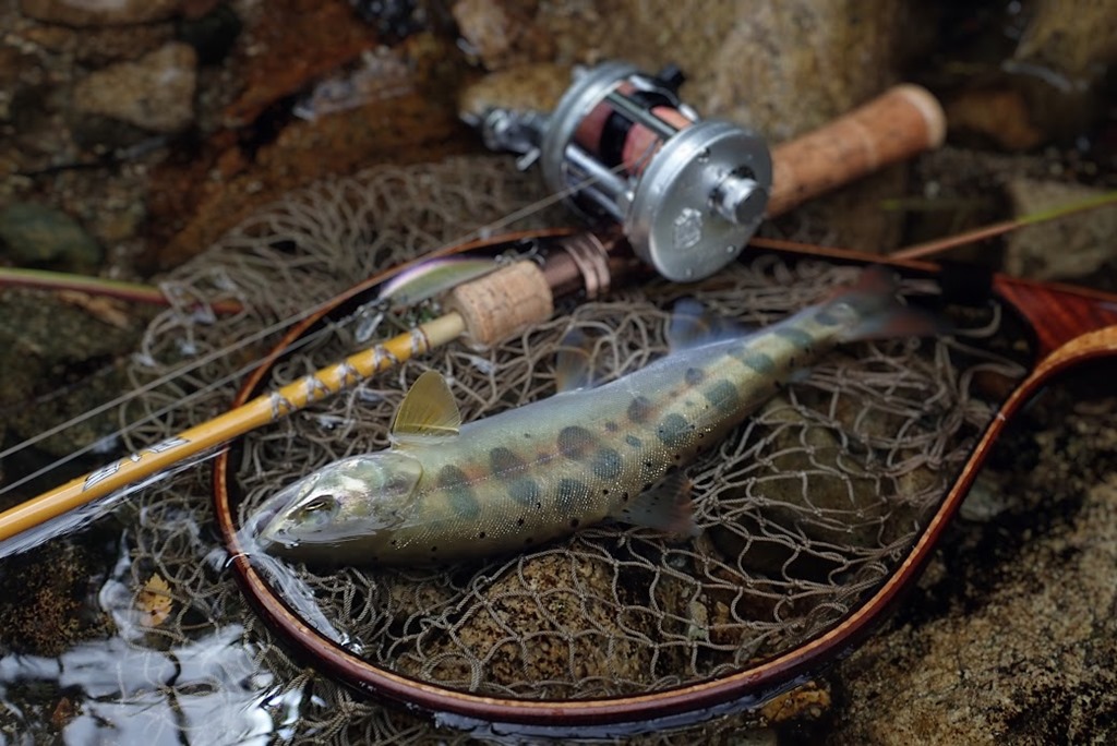 終盤の渓流トラウト(スタッフ増田釣行記)