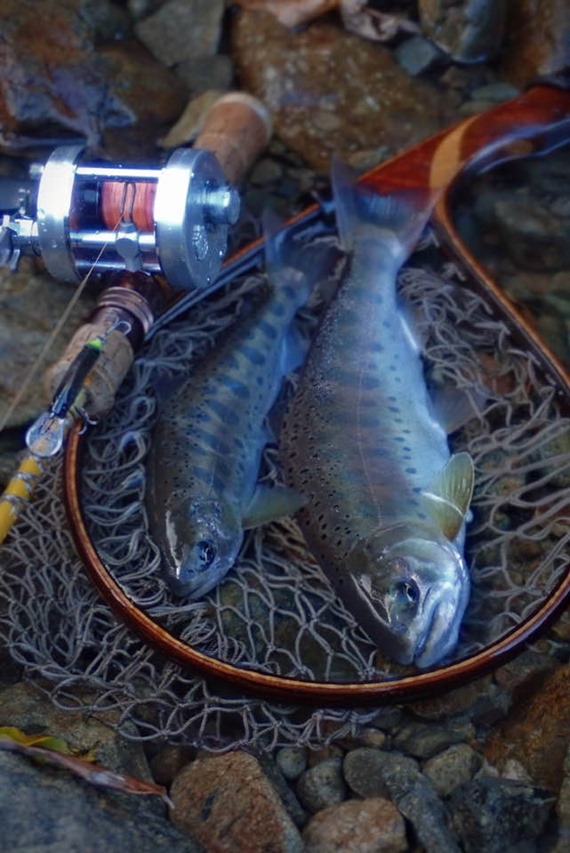 終盤の渓流トラウト(スタッフ増田釣行記)