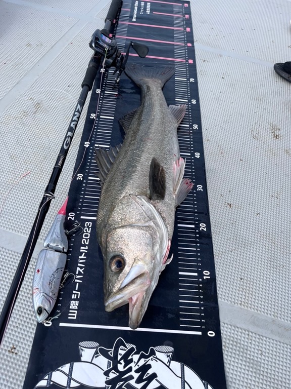 ベストバイ 2023】アルバイタージャイアント金田のTOP3！(パゴス