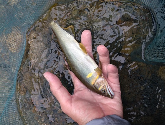 鮎釣り