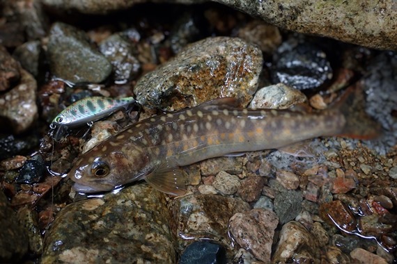広島　中国地方　渓流釣り　渓流トラウト　ヤマメ釣り　アマゴ釣り (25)