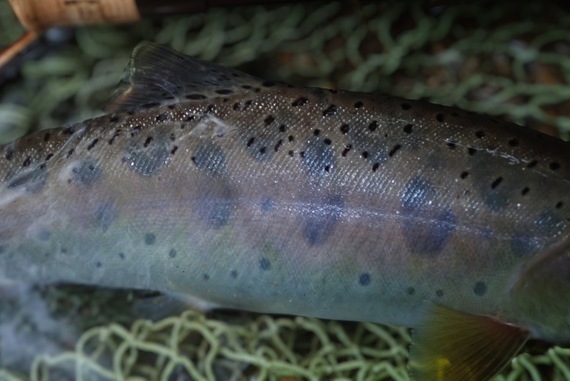 広島　渓流釣り　トラウト (4)