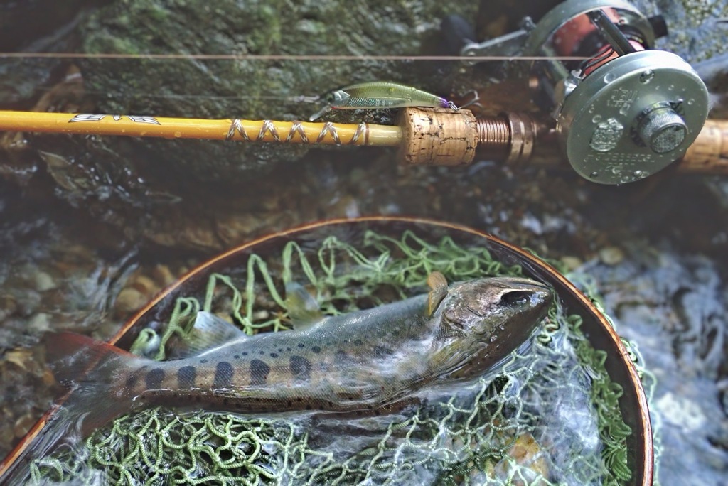 2025年の渓流トラウトシーズン終了！(スタッフ増田釣行記)