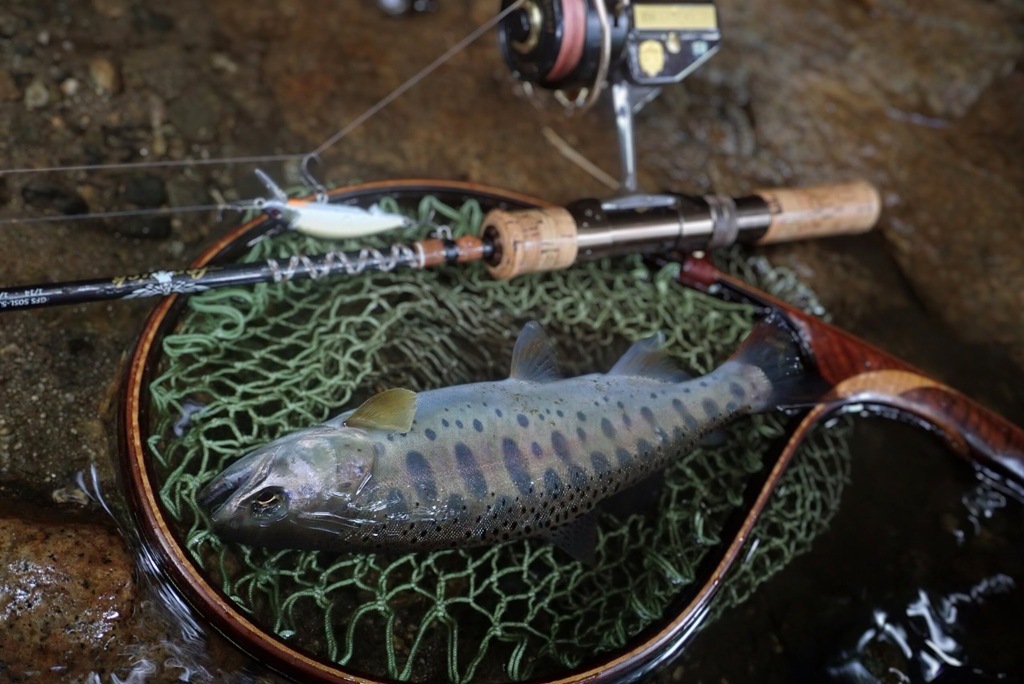 2025年の渓流トラウトシーズン終了！(スタッフ増田釣行記)