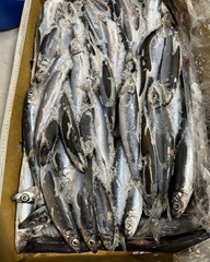 582677295_18531924154001166_1580370597113589493_n