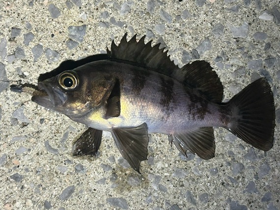 654022987_18560988760001166_1891496114729013364_n