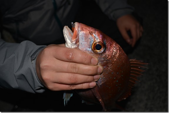 DSC_0954 DSC_0954