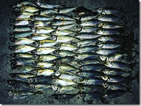 IMG_2706 IMG_2706