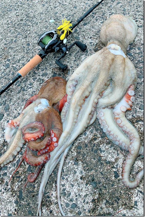 tako tako