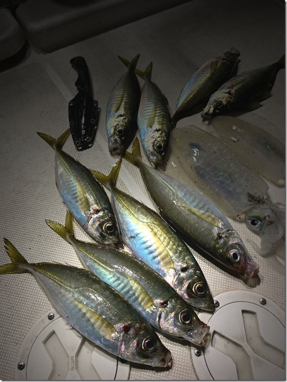 aji - コピー aji - コピー